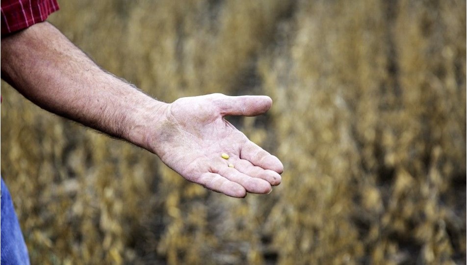 AB duyurdu: Genetiği değiştirilmiş soya fasulyesine izin çıktı