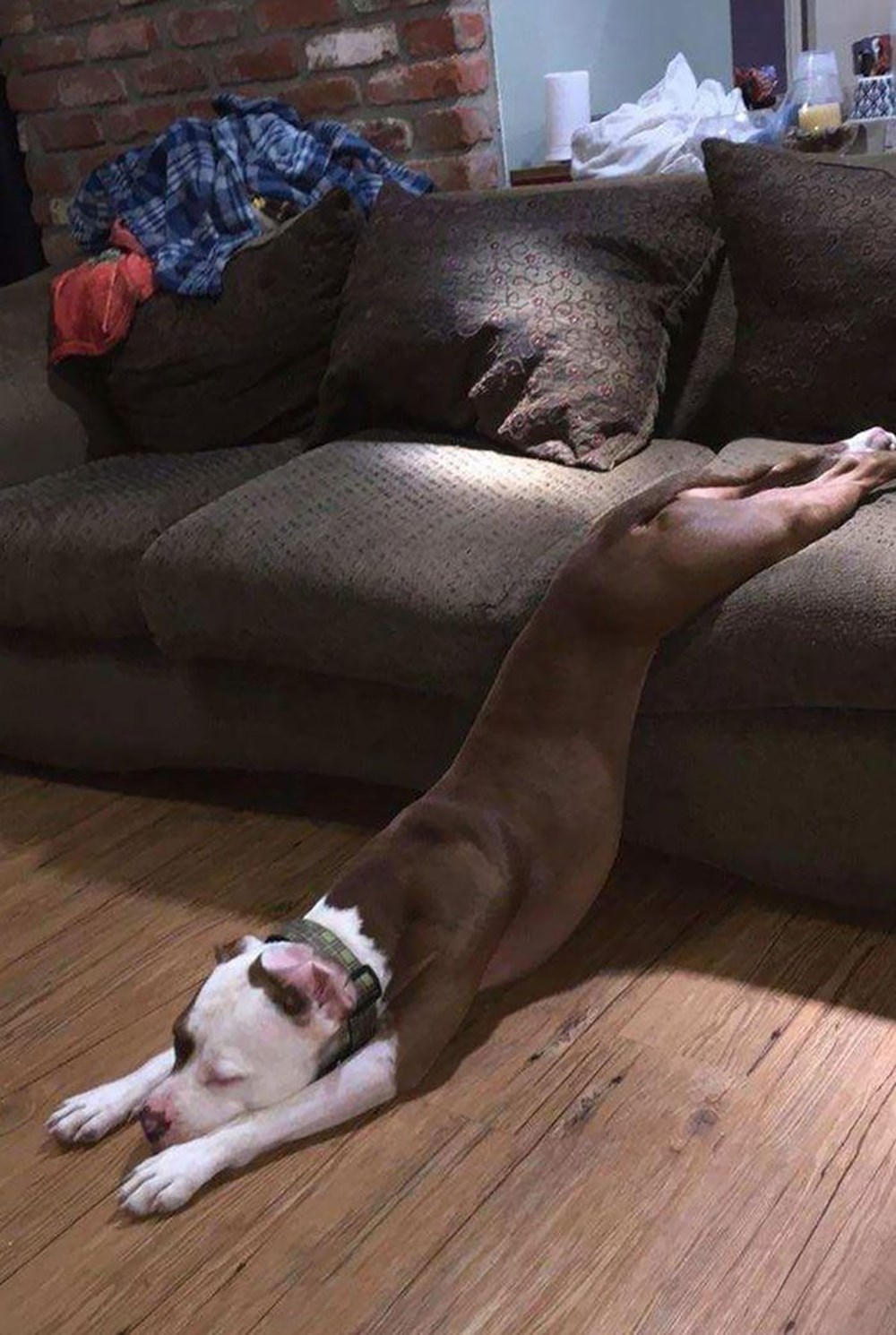 Почему собаки спят в ногах
