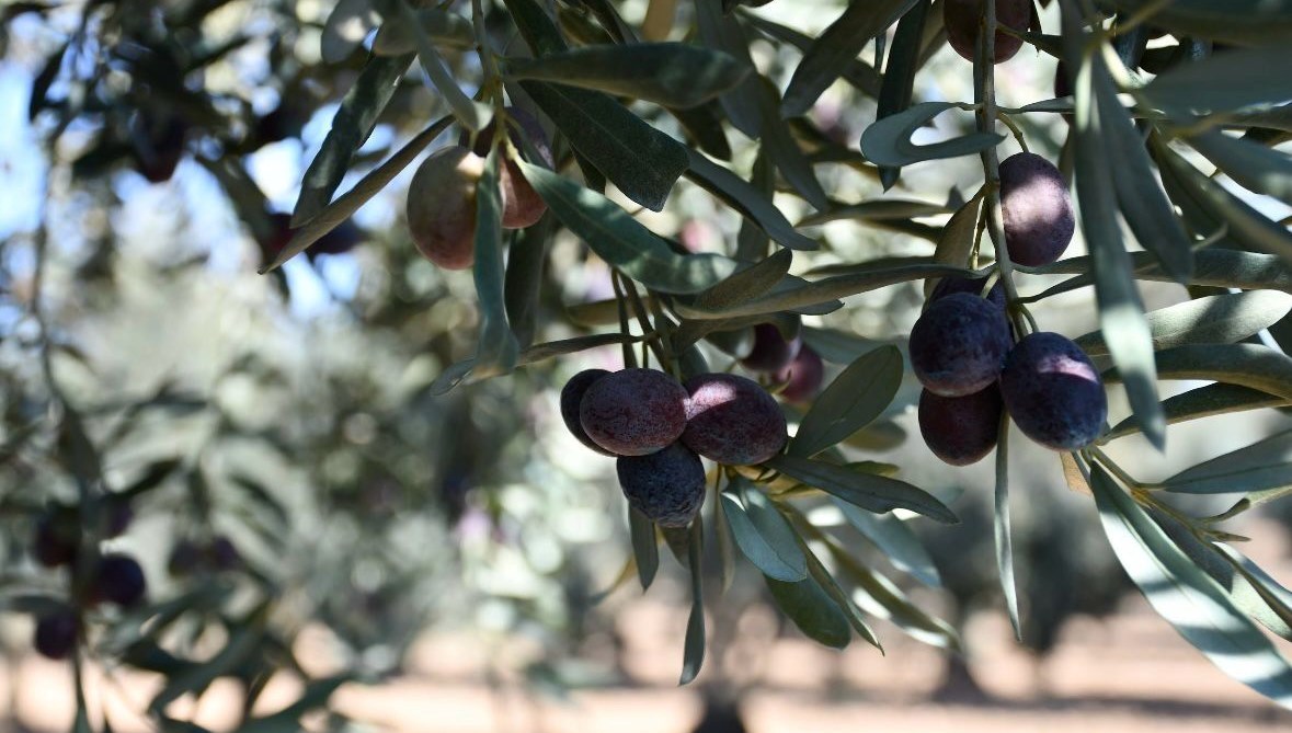 Zeytinlik teklifi TBMM'den geçti