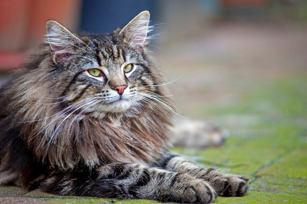 Bilim insanları en güzel ve en çirkin kedi türlerini açıkladı (Türkiye'ye özgü iki kedi türü listede) - 18