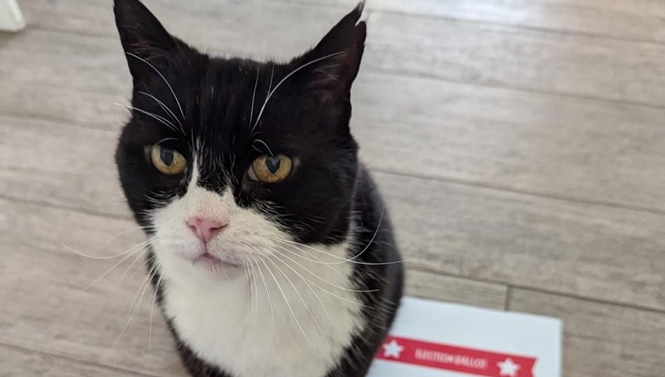 "Kedi ilişkileri danışmanı" Palmerston, seçimler için oy kullandı