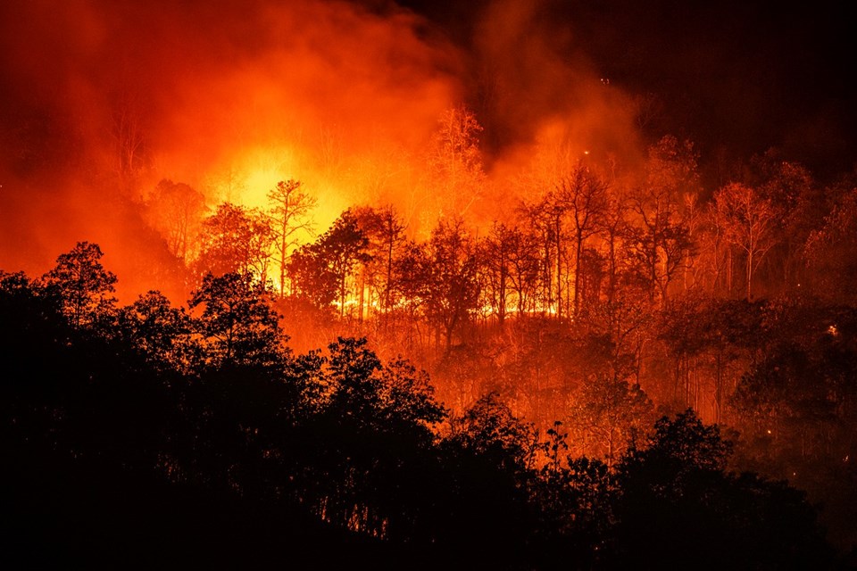BM iklim zirvesinde 100'den fazla lider 2030'a kadar orman kaybını durdurmayı taahhüt etti - 1