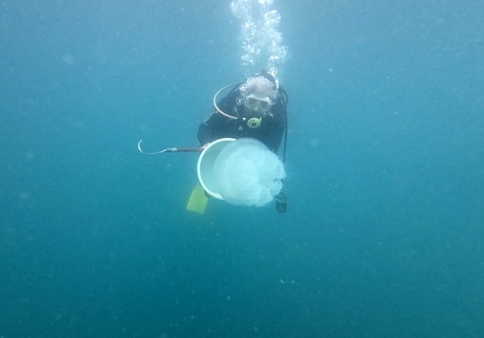 Antalya Körfezi'ni denizanaları işgal etmeye devam ediyor: 10 kiloya ulaştılar - 1