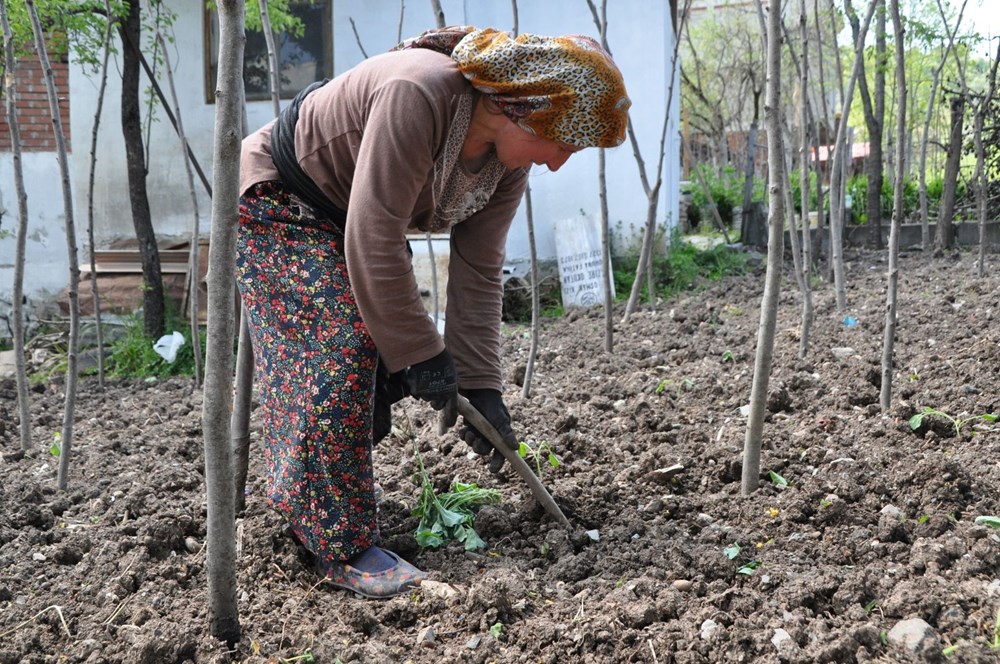 Ordu’nun Gölköy ilçesinde en uzun ömürlü insanlar yaşıyor (Corona virüs vakası da yok) - 11