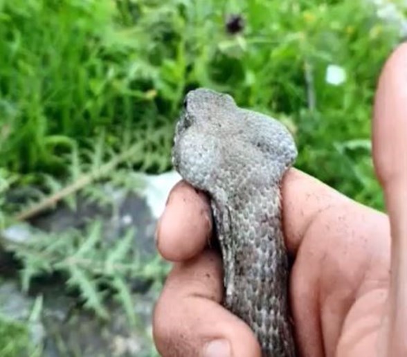 uzmanlar uyardi olumcul koca engerek