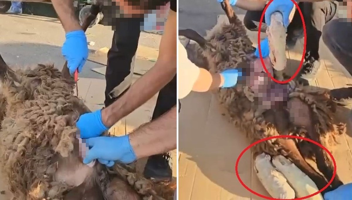 Ölü koyunun karnından uyuşturucu çıktı