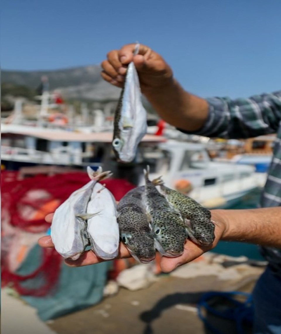 Balıkçıların 'balon balığı' hazırlığı - 1
