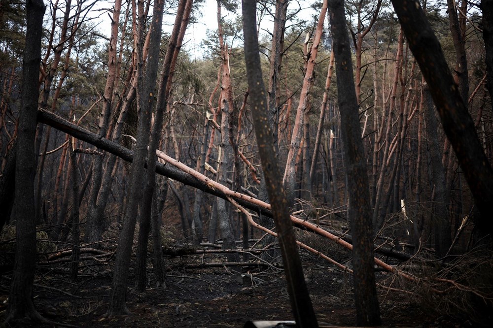 Güney Kore'de orman yangınları: Hasar kestirim edilenin iki katı 75