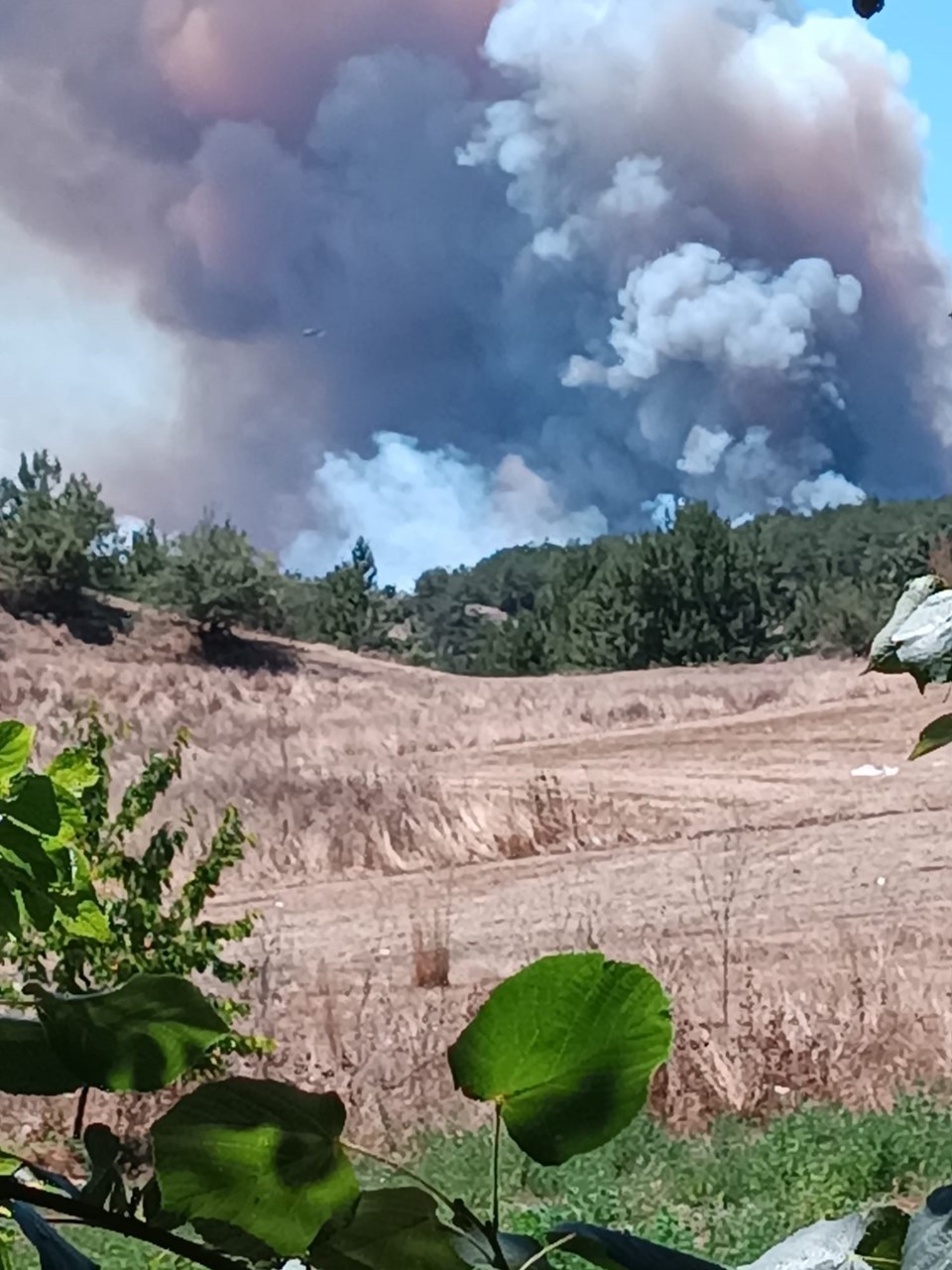 Bolu’da iki ilçe arasında orman yangını çıktı - 1