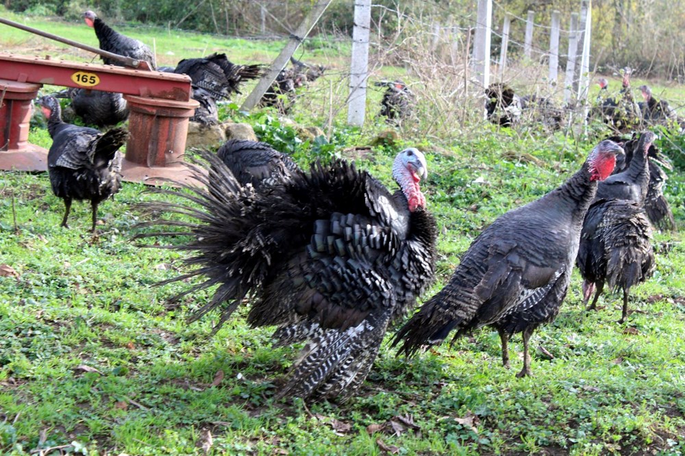 Yılbaşı hindileri bin liraya kadar çıkıyor - 4