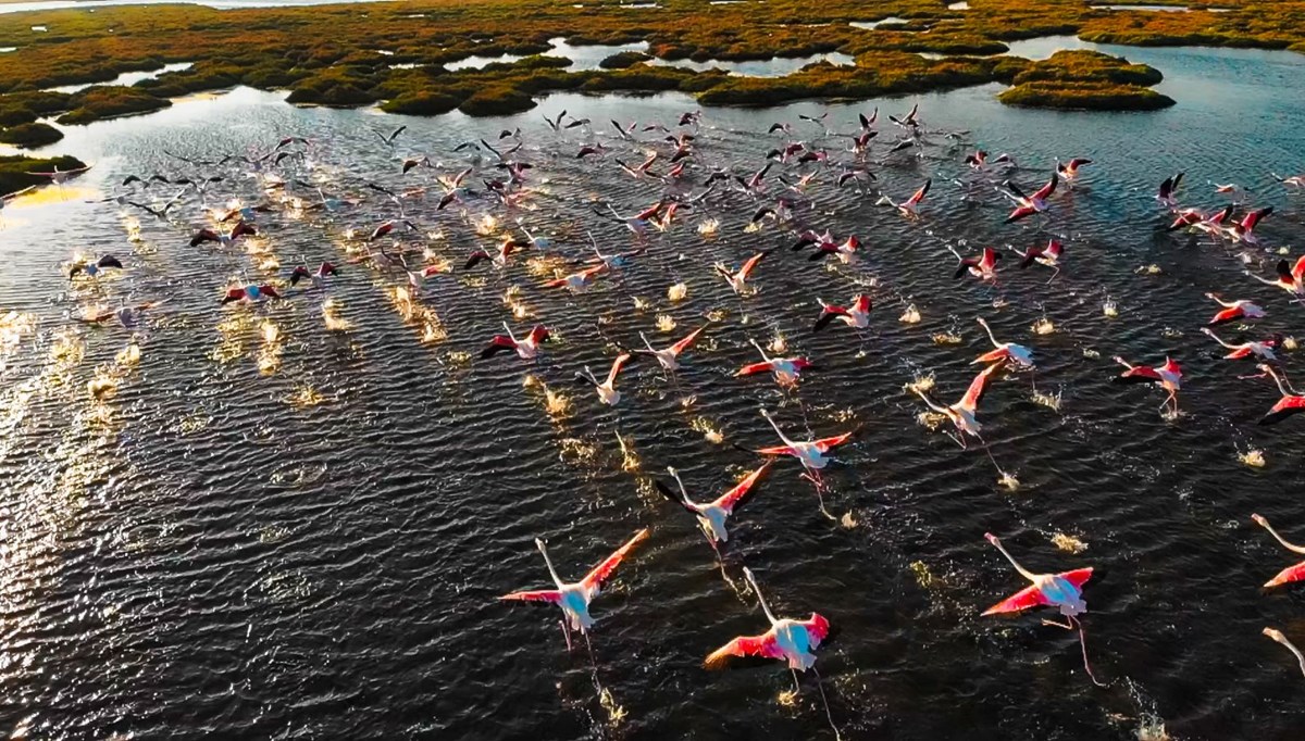 Hindistan'da yolcu uçağı flamingo sürüsüne çarptı Hindistan'da yolcu uçağı flamingo sürüsüne çarptı