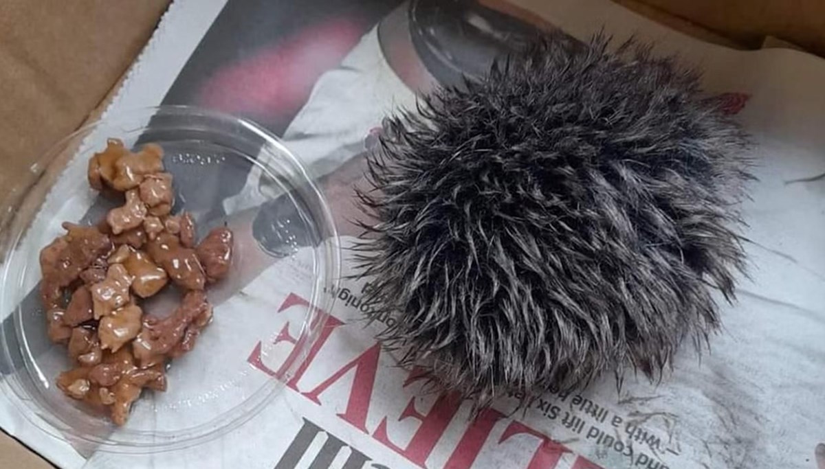 Şapkayı kirpi zannetti, hareketsiz görünce veterinere götürdü Şapkayı kirpi zannetti, hareketsiz görünce veterinere götürdü