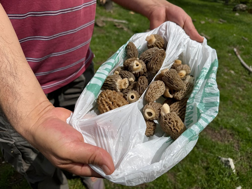 Tabiatta kendi kendine yetişiyor, halk ortasında "göbelek" deniliyor: "Altın bulsak bu kadar sevinmeyiz" 72 aTu0tu3uQkCRCY2GlLlSzA