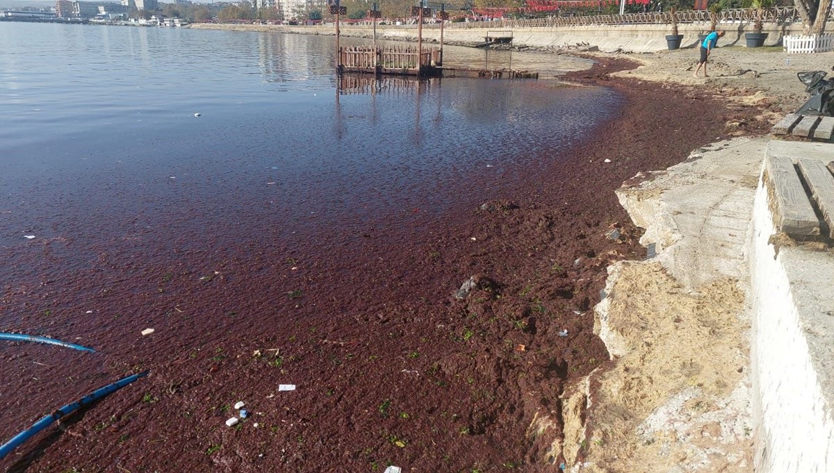 Tekirdağ'da sahil kırmızı yosunla kaplandı Tekirdağ'da sahil kırmızı yosunla kaplandı
