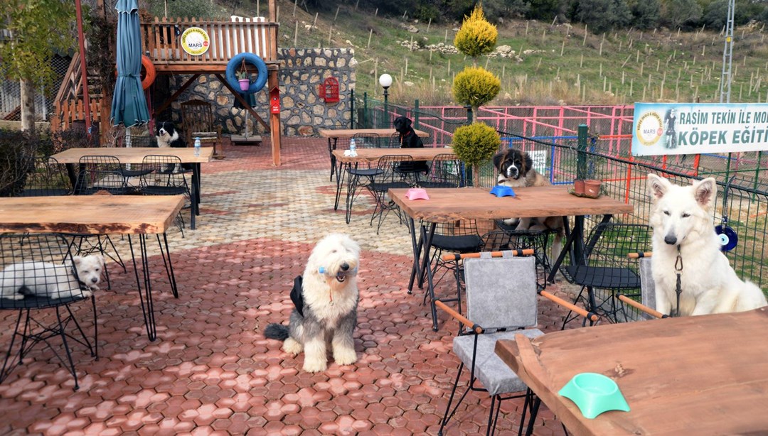 Bu kafenin müşterileri köpekler NTV