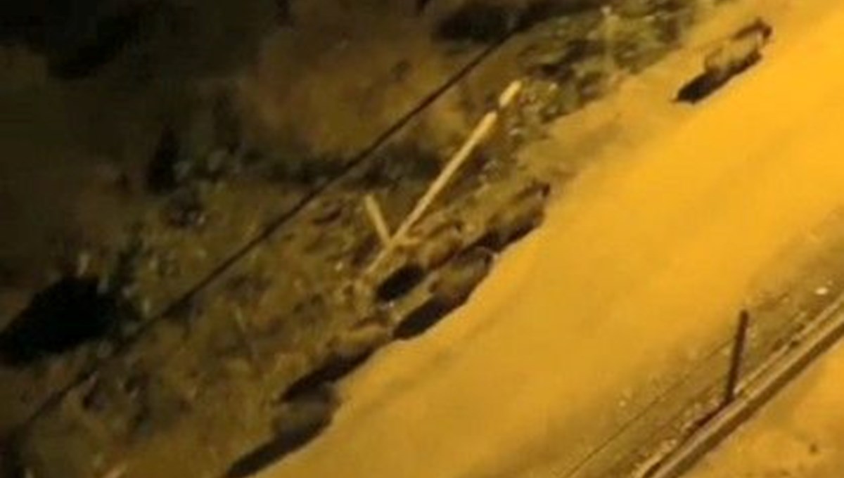 Giresun’da aç kalan domuz sürüsü ilçe merkezine indi