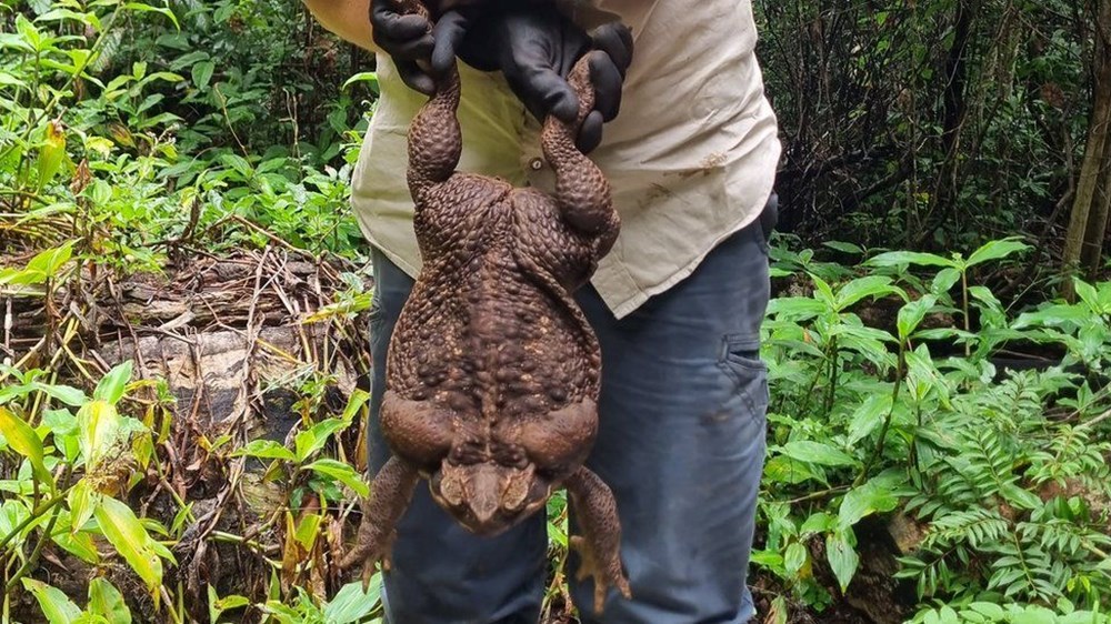 Dünyanın en büyük kara kurbağası bulundu: Zehir saçarak önüne geleni yiyor - 6