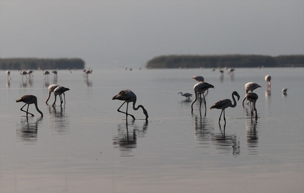 Kuş cenneti Bafa Gölü'nde korkutan görüntü - 10