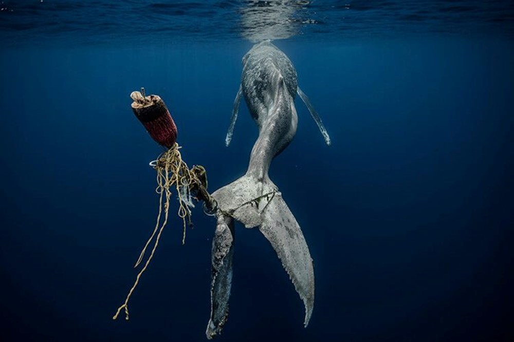 2023 yılının en iyi su altı fotoğrafları seçildi (2023  Underwater Photography Of The Year) - 7