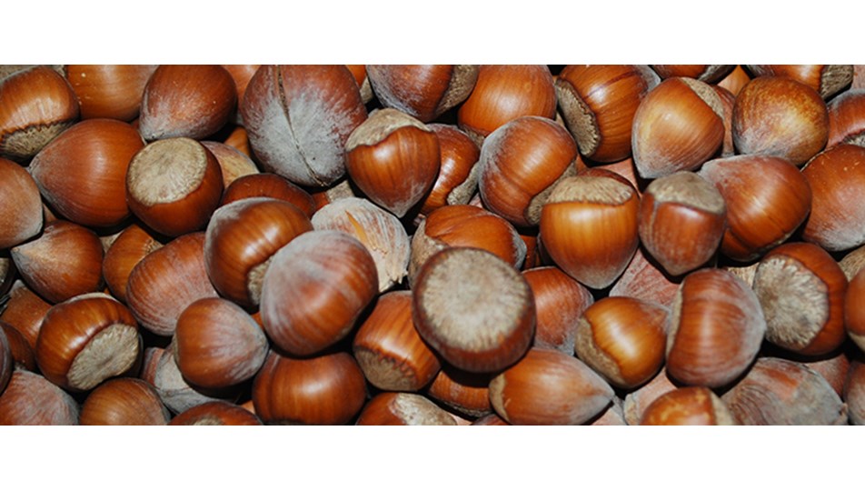 Anne ve babasını uyku ilacı ile uyutup 600 kilo fındığı çaldı