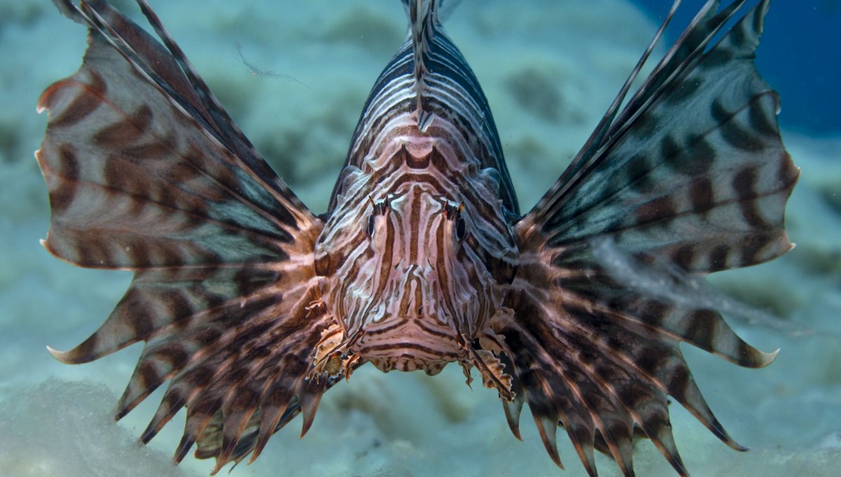 Aslan balığı Ege'de fotoğraf tutkunu dalgıçların kadrajında