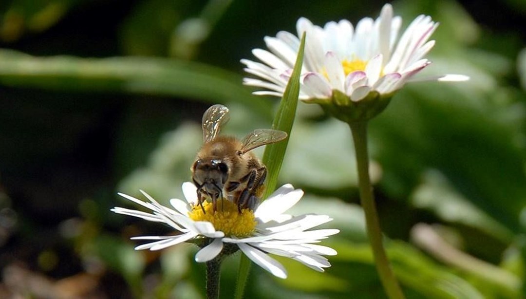 Cemre ne zaman düşüyor? İlk cemre ne zaman düşecek? İşte 2025 1. cemre düşme tarihi