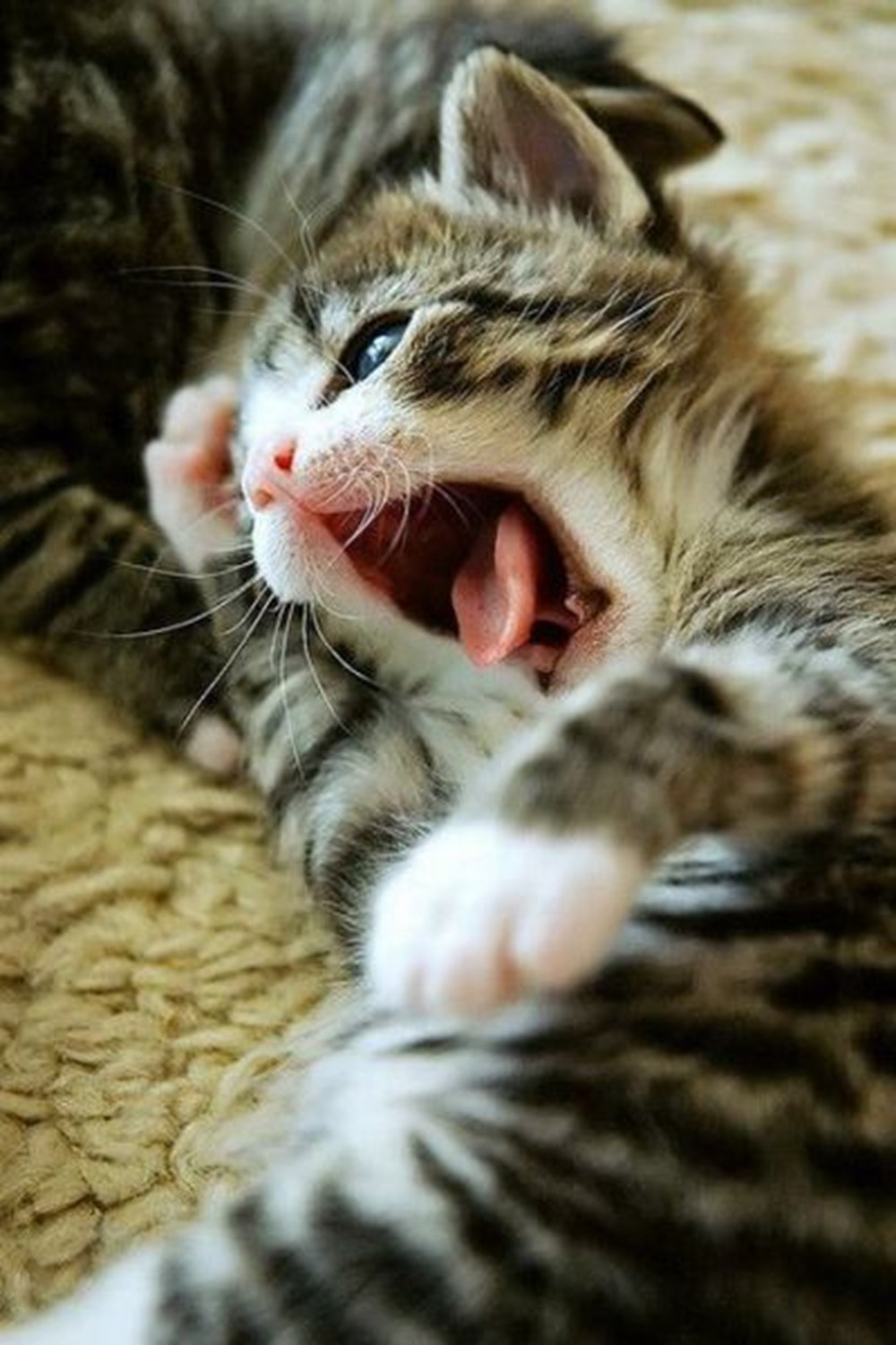 Котенок зевает