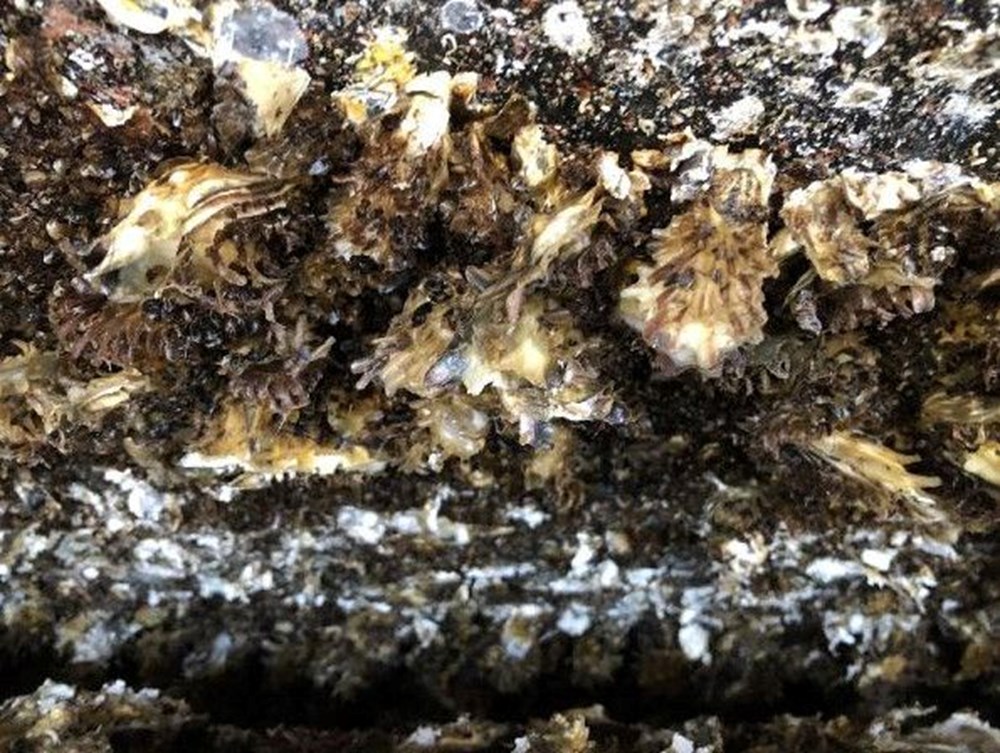 Karadeniz'de 'Pasifik istiridyesi' istilası - 7