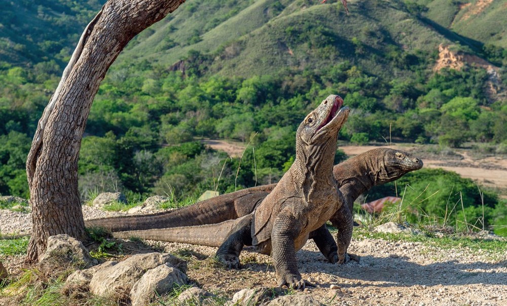 komodo ejderi, komodo adası, komodo adası giriş ücreti, komodo ejderi turu