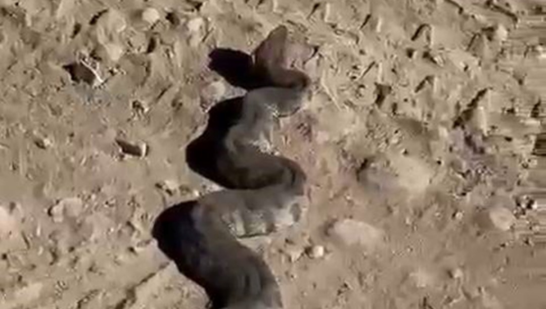 Dev yılanı görenler neye uğradıklarını şaşırdı!