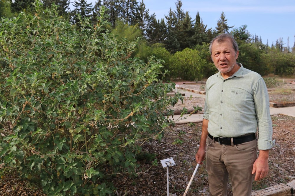 Sakın barbunya sanıp yemeyin! (Siyanürden 6 bin kat daha zehirli) - 9