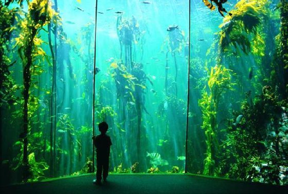 dunyanin en buyuk akvaryumlari