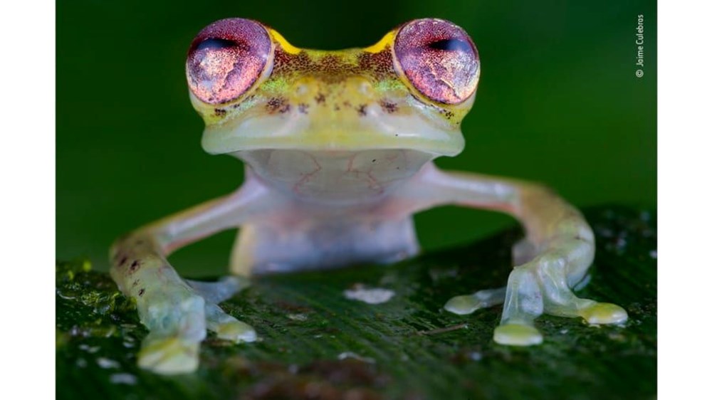 Yılın Vahşi Yaşam Fotoğrafı finalistleri belli oldu (Wildlife Photographer of the Year) - 13