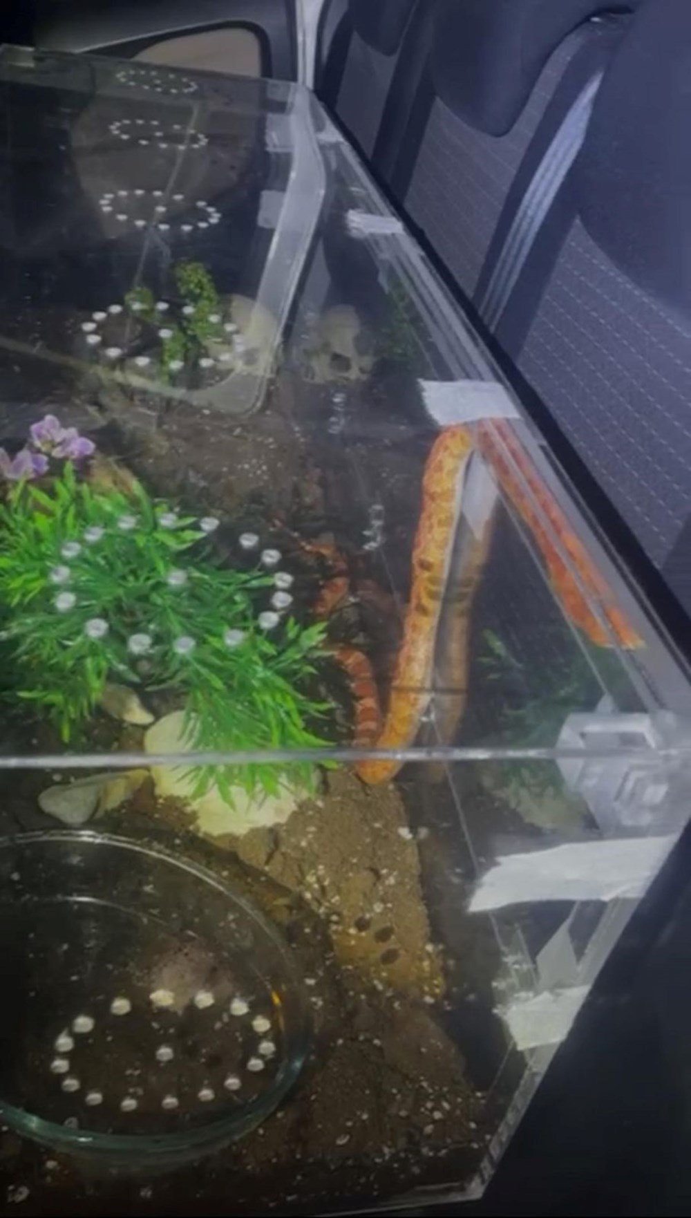 Devriye takımları neye uğradığını şaşırdı: Aracın art koltuğundan zehirli yılanlar çıktı 72 adQsBwX4YE2STAlhelZyvg