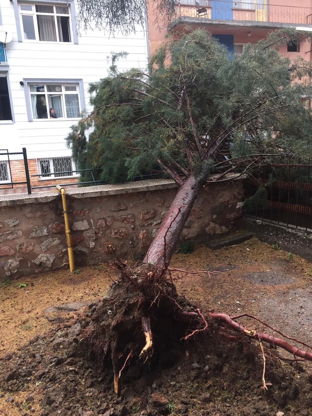 Tokat'ta şiddetli rüzgar: Çatılar uçtu, ağaçlar devrildi - 3