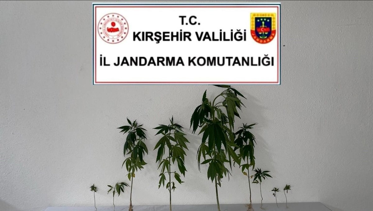 Kırşehir'de jandarma 9 kök kenevir bitkisi ele geçirdi