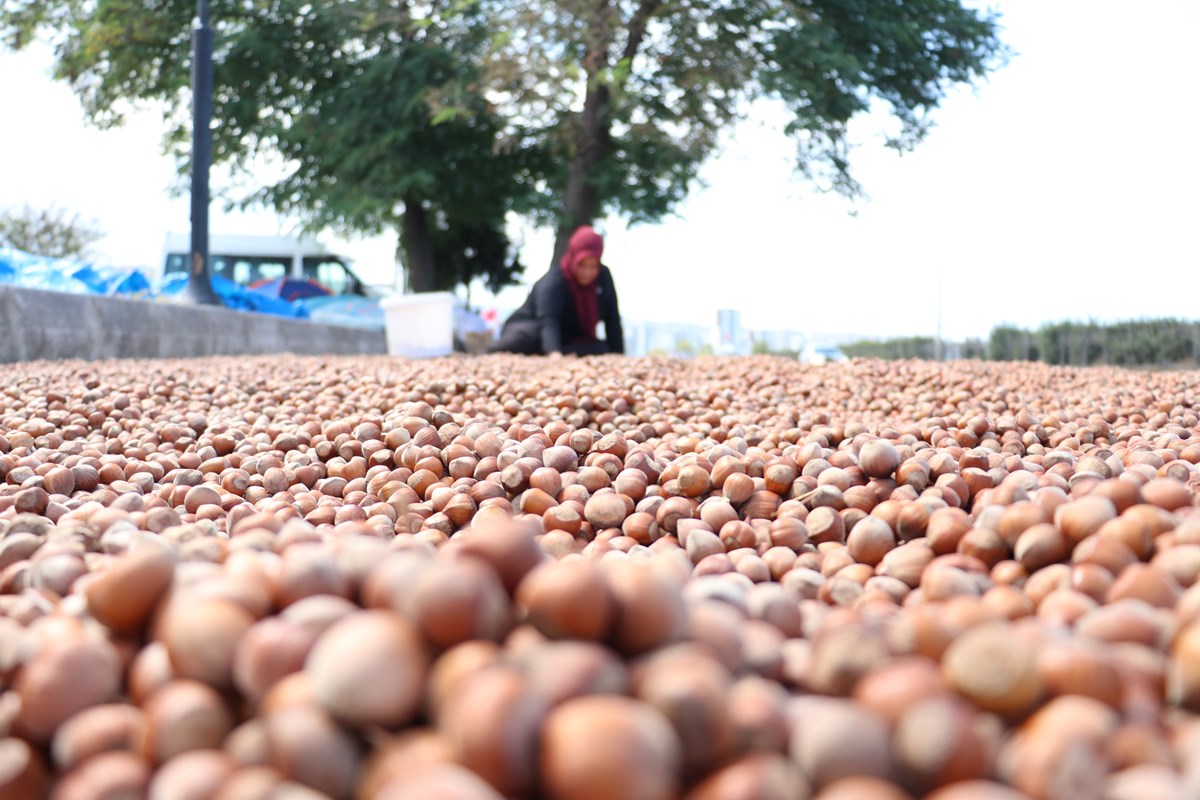 Fındıklar bir hafta içinde kuruyor.