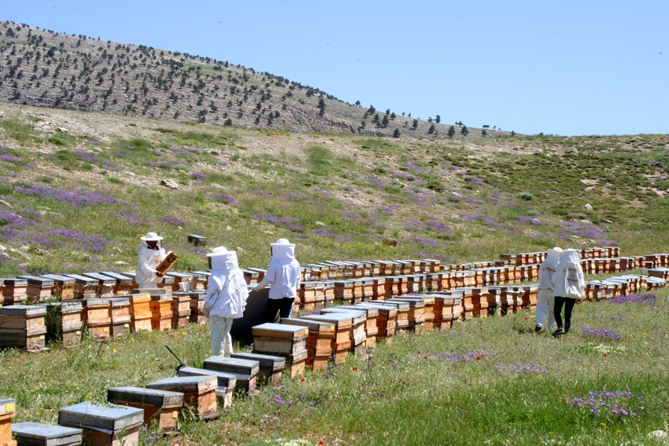 Küresel ısınma balcıları vurdu; milyonlarca arı öldü - 1
