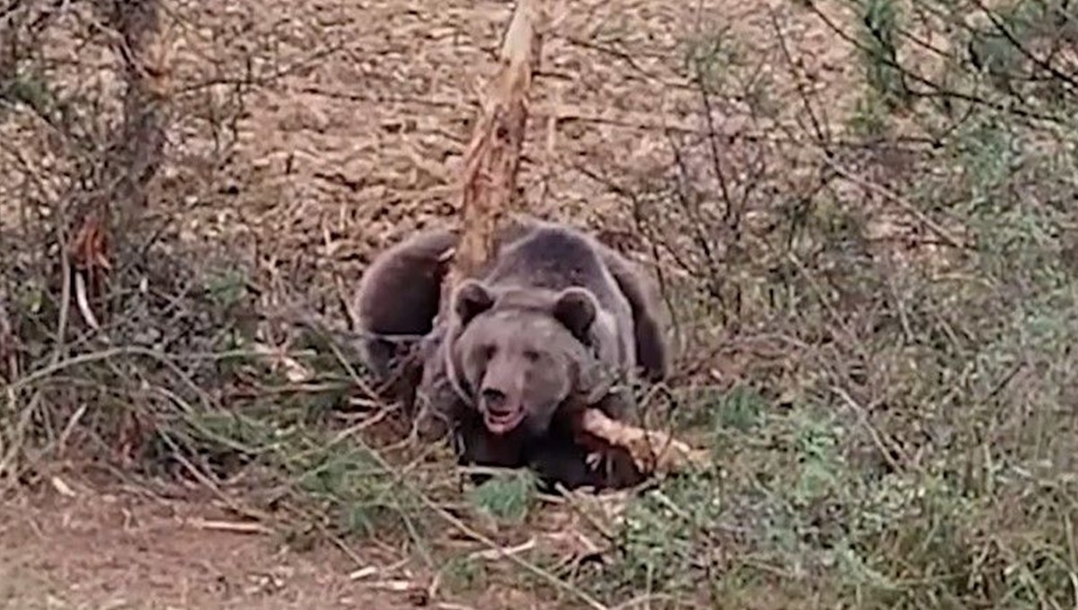 Bolu'da kurtarma ekibine ayı saldırısı