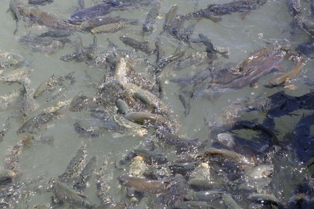 Balıklıgöl normale dönüyor - 10