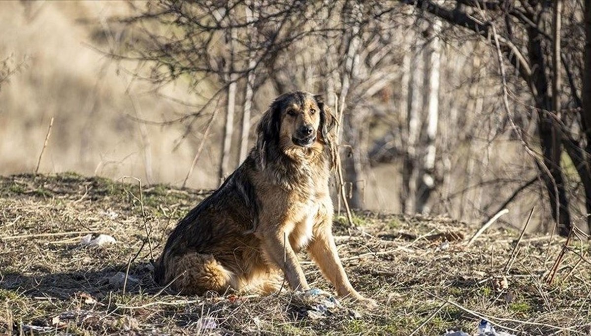 Sokak köpekleri teklifi Meclis'te | 