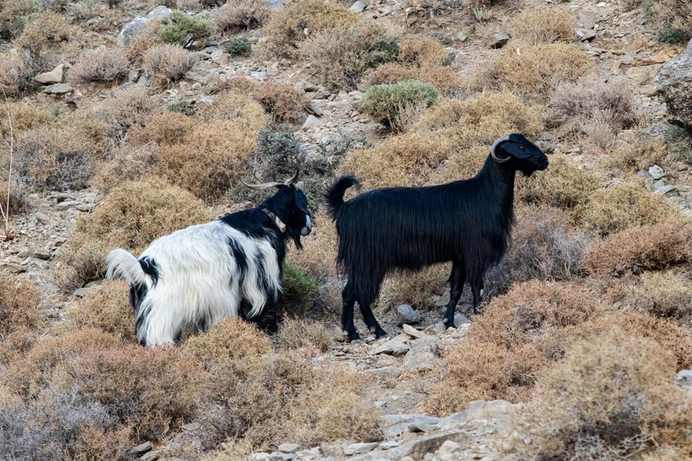 Bir ilçe karantinaya alındı: Mavi lisan hastalığı 73 ahSrTFUXNEevChd5EXrIeg