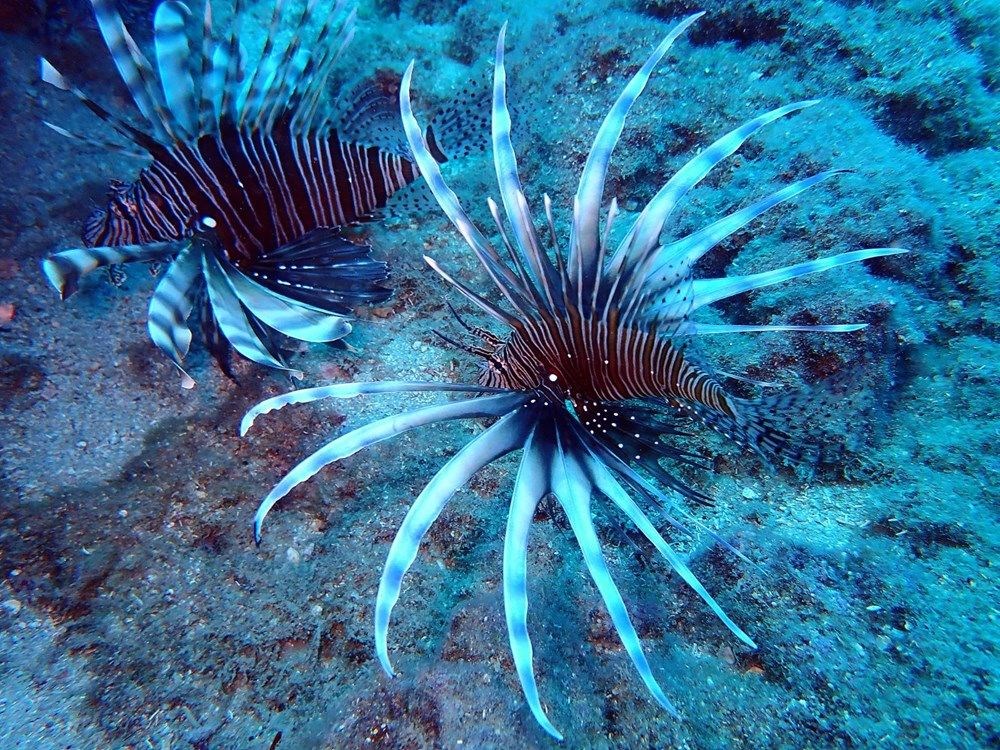 Kızıldeniz'in istilacısı aslan balığı Ege'de de yayılıyor - 4