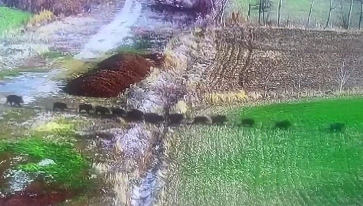 Domuz sürüsü güvenlik kamerasında Domuz sürüsü güvenlik kamerasında
