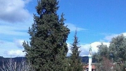 Vatandaşlar, asırlık ağaca sahip çıkıyor