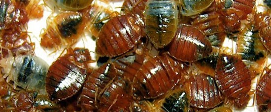 Естественные враги клопов. В таджикистане ест клопы домашние. Естественные враги клопов. Постельный клоп борьба. Естественные враги клопов.