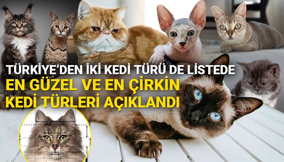 Bilim insanları en güzel ve en çirkin kedi türlerini açıkladı (Türkiye'ye özgü iki kedi türü listede)