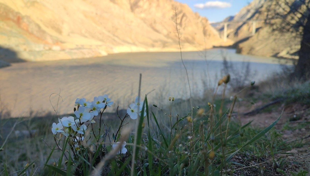 Yusufeli'de baraj suları Erzurum sınırına dayandı