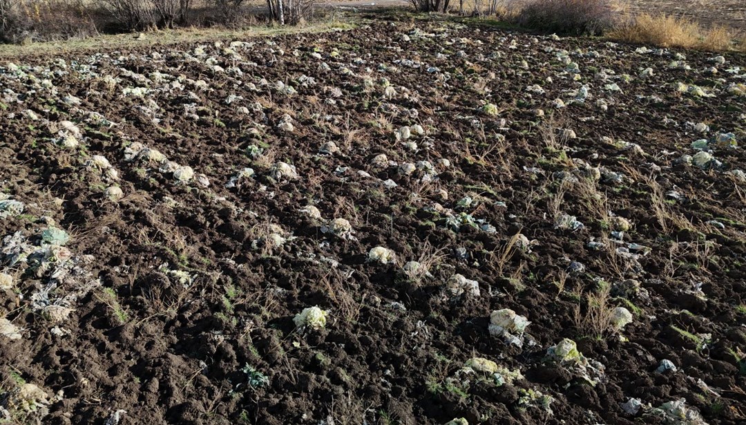 Turşu ve sarma yapımında kullanılıyor: Bu yıl hepsi tarlada kaldı