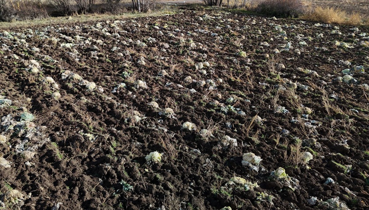 Turşu ve sarma yapımında kullanılıyor: Bu yıl hepsi tarlada kaldı Turşu ve sarma yapımında kullanılıyor: Bu yıl hepsi tarlada kaldı